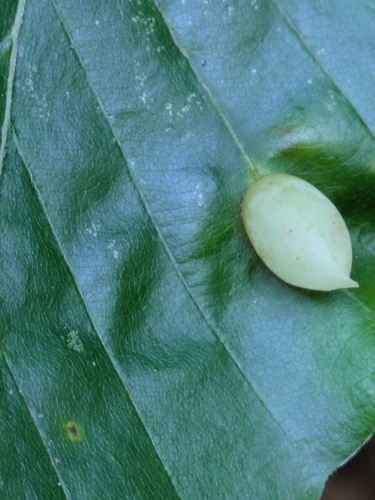 Beech Gall Midge