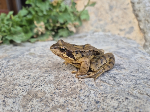 European Common Frog