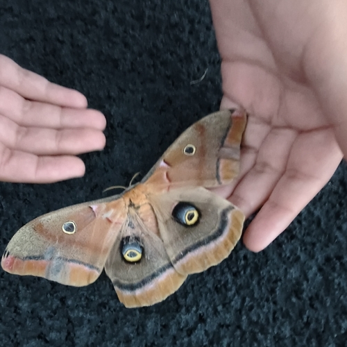 Polyphemus Moth