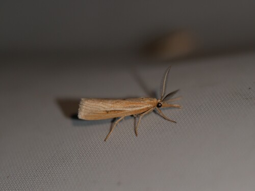 Woolly Grass-veneer Moth