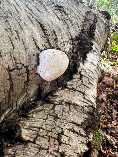 birch polypore