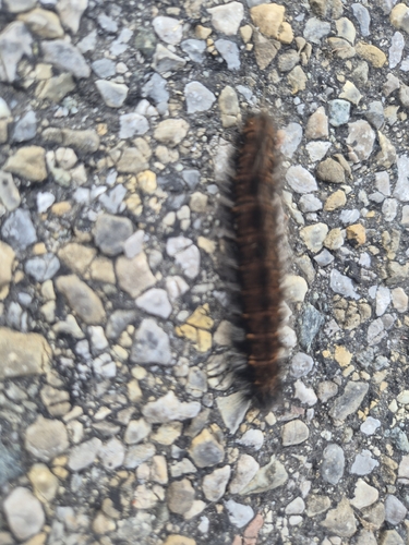 Fox Moth