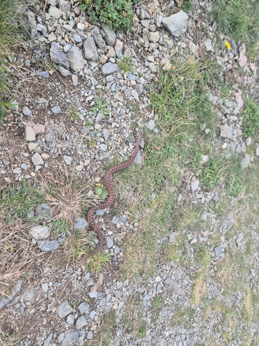Adder