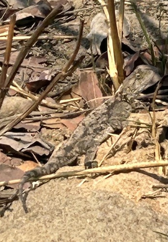 Kirk's Rock Agama