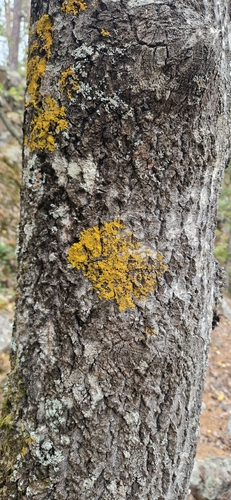 Common Sunburst Lichen