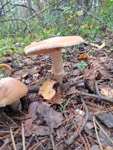 Wrinkled Cortinarius