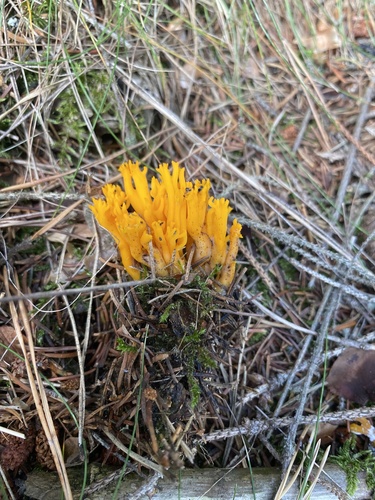 Jelly-antler