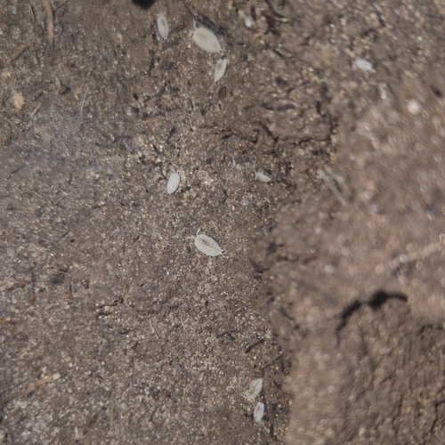 Ant Woodlouse