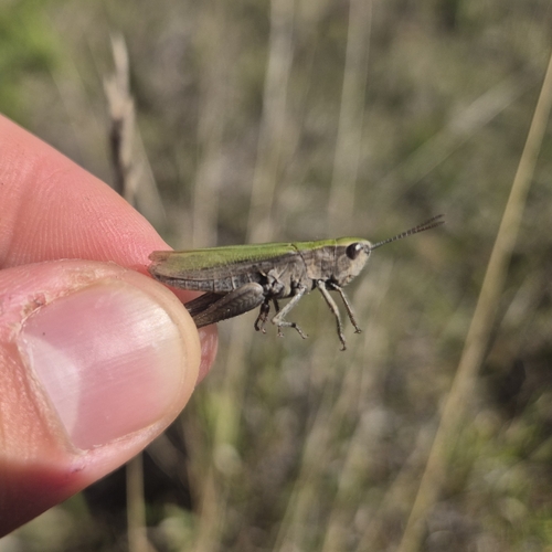 Steppe Grasshopper