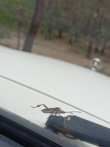 Western Conifer Seed Bug