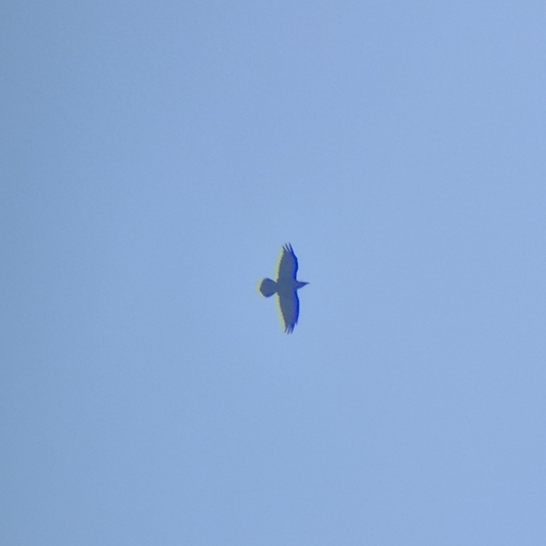 Common Raven