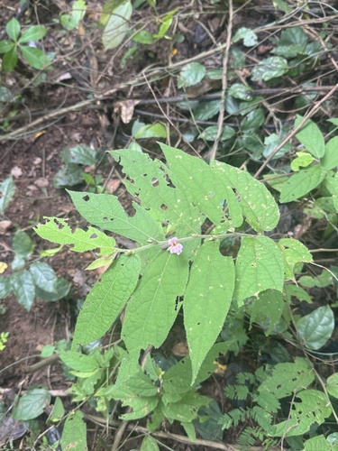 Helicteres hirsuta