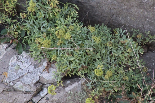 rock samphire