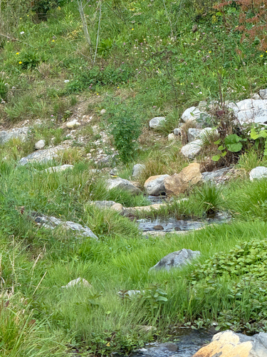 Grey Wagtail