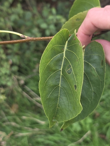Italian alder