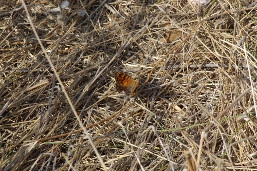 Wall Brown