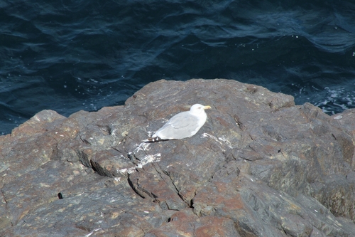 Yellow-legged Gull