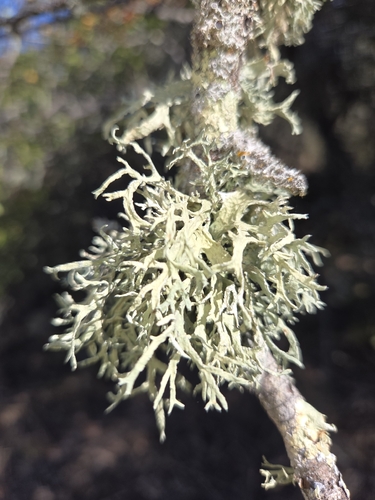 Oakmoss