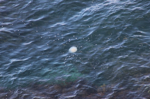 Barrel Jelly