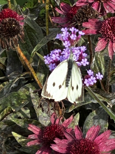 Large White