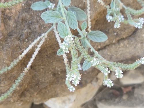 European heliotrope