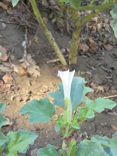 jimsonweed