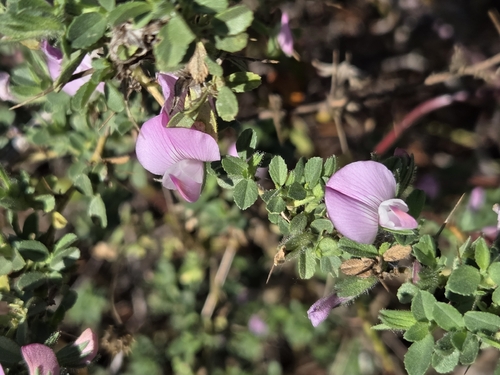 Spiny restharrow
