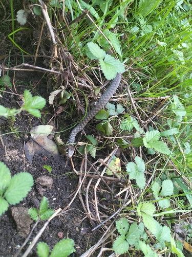 Green Whip Snake
