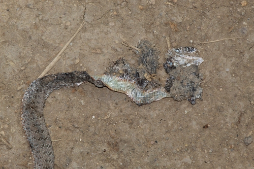 Caspian Whipsnake