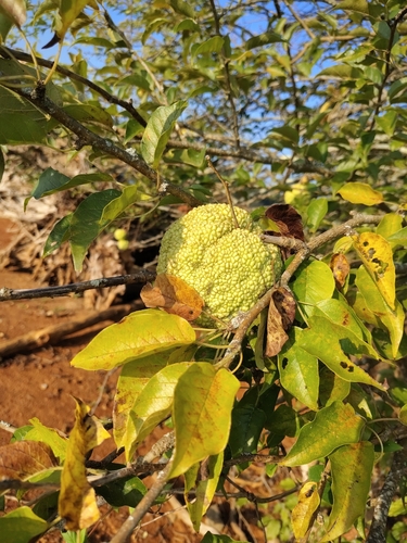 Osage-orange