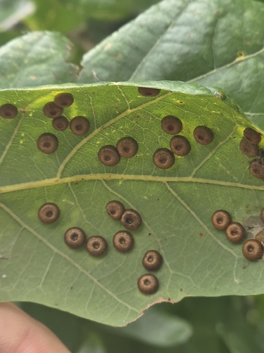Silk-Button Spangle Gall Wasp
