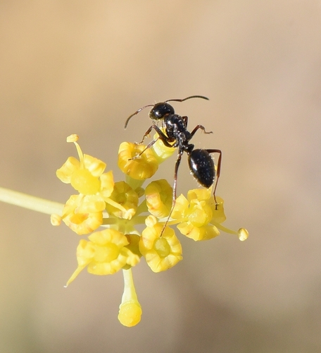Camponotus piceus