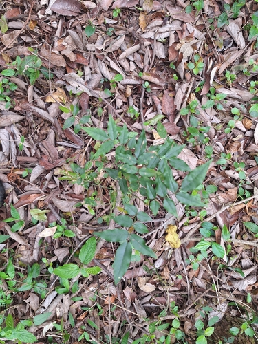Lonchocarpus nitidus