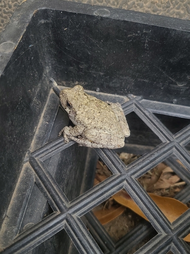 Cope's Gray Tree Frog