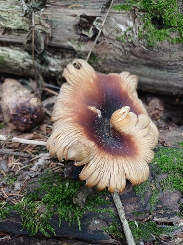 Bay Polypore