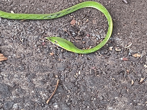 Indian Vine Snake