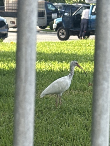 White Ibis