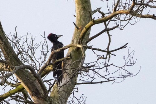 Black Woodpecker