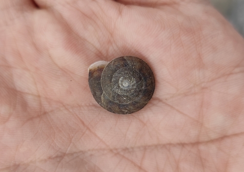Lapidary Snail
