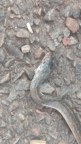 Buff Striped Keelback