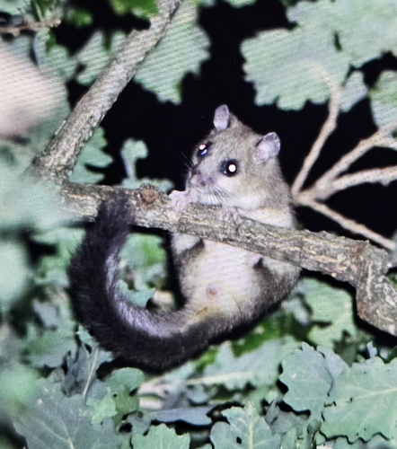 European Fat Dormouse