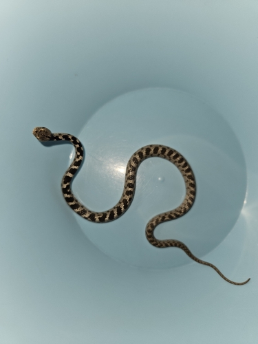 Cat Snake