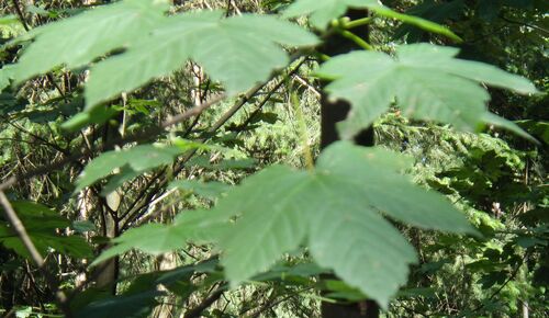 sycamore maple