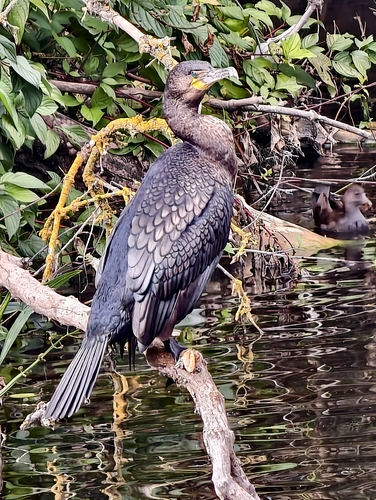 Great Cormorant