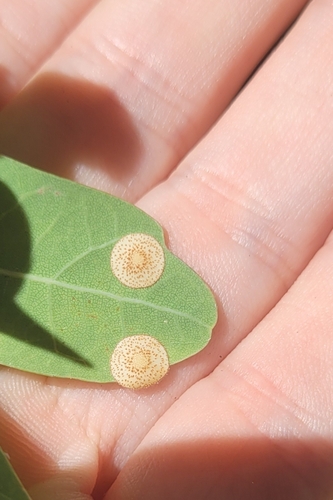 Common Spangle Gall Wasp