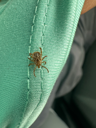 Gulf Coast Tick