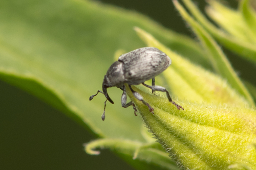 Sibinia viscariae