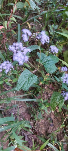 blue mistflower