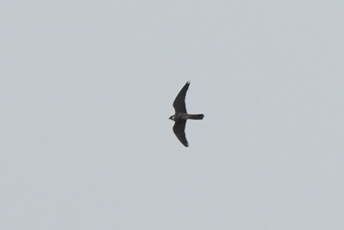 Eurasian Hobby