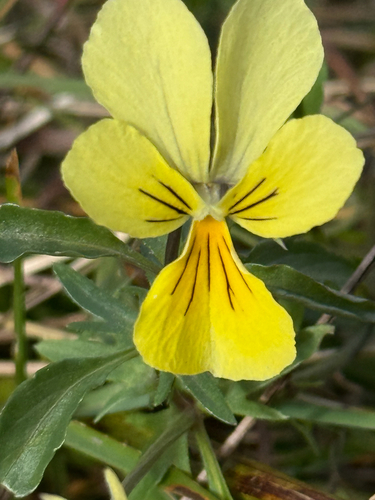 Mountain Pansy